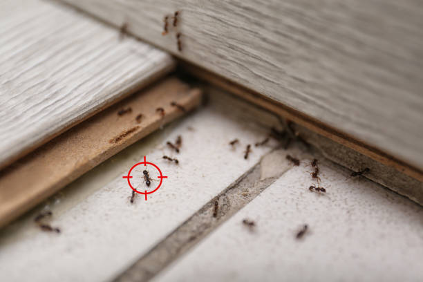 Best Flea Control Services  in Burnt Store Marina, FL
